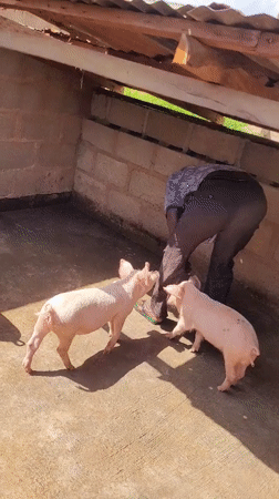 Morning pig farm chores in Bukuru, Nigeria