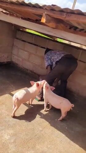 Morning pig farm chores in Bukuru, Nigeria