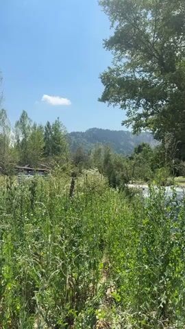 The video shows a natural landscape with a flowing river and lush greenery. In the foreground, tall plants and grass line the bank of the river. The river itself is visible with visible currents and white water, suggesting it is moving swiftly. Beyond the river, a dense line of trees creates a shaded area. Further in the distance, rolling hills covered in trees are visible under a bright blue sky with a few scattered clouds. The overall impression is one of a serene and natural environment. There are no people or animals visible in the video.