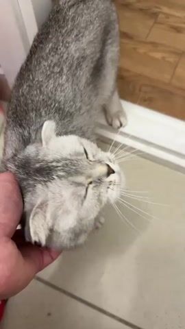 A close-up, high-angle shot shows a person's hand gently stroking the chin and neck of a silver-grey Scottish Fold cat. The cat's head is tilted upwards, and its eyes are mostly closed, indicating enjoyment. Its ears are folded forward. The cat's fur is short and appears soft. The background consists of a tiled floor and a wooden floor, separated by a white threshold. There is a glimpse of a red and white object, possibly a bottle, in the upper left corner, and a small red and black object, possibly a sock, on the floor in the lower left corner. The lighting is soft and even, suggesting an indoor environment.