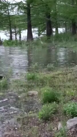 The video captures a serene natural landscape on an overcast day. A body of water, possibly a lake, river, or flooded area, occupies the midground and background, extending towards a distant, indistinct horizon. The water's surface is covered with small, undulating ripples, suggesting either a gentle breeze or recent light rainfall.

Several tall, slender trees with dark, straight trunks and dense green foliage stand within or at the edge of the water. Their forms are reflected faintly on the water's surface. These trees, common in wetland environments, strongly resemble cypress trees. They form a natural barrier or treeline in the background, their canopy creating a soft, diffused light over the scene.

The immediate foreground consists of muddy, damp ground covered with various shades of green grass and small plants. A few scattered rocks or pieces of debris are visible on the wet earth. The ground slopes gently towards the water.

The overall impression is one of a tranquil, somewhat damp natural setting, characteristic of a wetland or riverside area, with no human presence or artificial structures visible. The lighting is soft and diffused, typical of an overcast sky, casting a subdued ambiance over the scene.