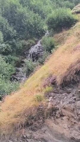 A video shows a waterfall cascading down a rocky hillside covered in vegetation. The hillside is partially covered in tall, dry grass that is golden in color, with patches of green grass and purple wildflowers mixed in. Dense green foliage, likely trees and bushes, grows above the waterfall and on the upper parts of the hill. The water flows over dark rocks, creating white streaks as it descends. The camera angle suggests the viewer is positioned on another part of the hillside or looking up towards the waterfall.