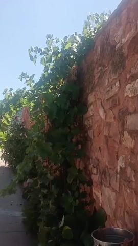 The video shows a close-up view of a vine covered wall. The wall is made of rough, reddish-brown stones. A vine with green leaves and clusters of light-colored grapes is growing over the top of the wall. The sky is visible in the background, and it appears to be a sunny day. The camera is positioned to look up at the vine and wall.