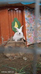 Morning visit to Chaikovsky park captures animals and spring scenery