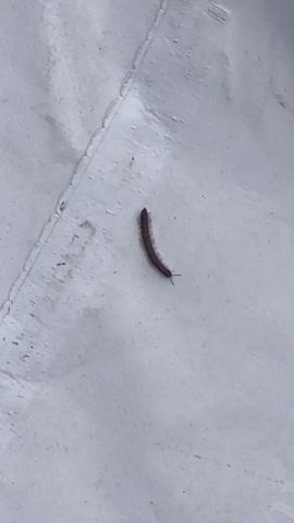 A small, dark brown millipede with many legs is shown crawling across a white textured surface. The millipede is oriented diagonally from the upper left to the lower right of the frame, with its head facing the lower right. Its body is slightly curved. The white surface appears to be fabric or plastic, with visible creases and texture. The lighting is somewhat dim.