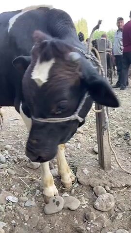 A black and white cow stands on a rocky, dirt ground. The cow is tethered to a wooden post with a rope. The cow is wearing a halter made of rope. In the background, several people are visible, as well as other animals that are out of focus. The environment appears to be an outdoor market or a rural area. The cow is facing to the left in the first few seconds of the video and then turns its head toward the camera.