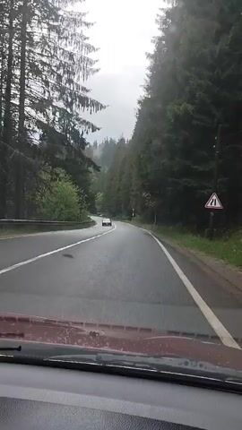 This is a first-person perspective video of driving on a winding road through a dense forest. The road is paved and appears wet, suggesting recent rain or damp conditions. Tall evergreen trees line both sides of the road, creating a tunnel-like effect. The sky is overcast and hazy, with a light blue hue visible through the trees in some parts. A few other vehicles are visible in the distance, including a white car ahead and a dark-colored car approaching from the opposite direction. The scene conveys a sense of peaceful solitude and the beauty of nature. There is no visible text in the video. The time of day appears to be daytime, given the natural light. The overall mood is serene and somewhat mysterious due to the fog and dense forest.