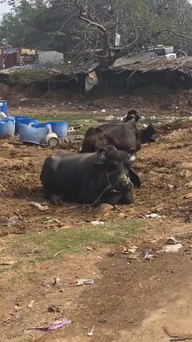 The video shows two black water buffaloes lying in a dirty, muddy area. The buffalo in the foreground is lying down, facing the camera, with a rope halter on its head. The area around the buffaloes is littered with trash and debris. In the background, there are blue plastic bins, a dilapidated structure, and some trees. Someone can be heard yelling.