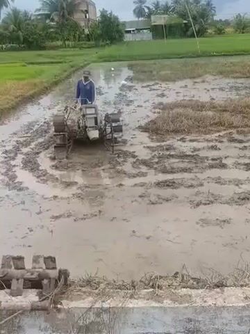 A man is operating a power tiller in a muddy rice field. The tiller is a small, motorized machine with rotating blades, designed to churn and mix the soil. The man is wearing a blue long-sleeved shirt, dark pants, and a hat. He appears to be guiding the tiller from behind. The field is flooded with water and the soil is thick with mud, which the tiller is actively breaking up. In the background, there are green rice paddies, some buildings, and trees. A white bird, possibly an egret, is visible standing in the muddy water to the right of the tiller. The sky is overcast. The overall impression is one of agricultural work in wet, muddy conditions.