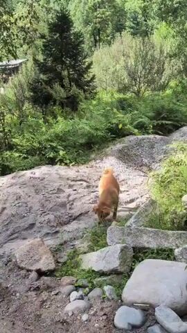 A brown dog sniffs the ground on a rocky path. Behind the dog, the path is made of dirt and stones, with some green plants growing. To the right of the path are more rocks and then a pile of gravel. In the background, there are lush green trees and a hillside covered in vegetation. The scene appears to be in a natural, outdoor environment, possibly a mountain or forest area.