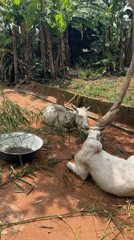 White cows graze in sunny rural Eziudo, Nigeria