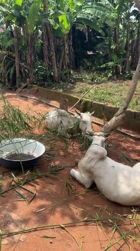 White cows graze in sunny rural Eziudo, Nigeria