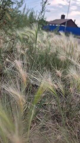 The video shows a close-up of feathery grass swaying in the wind. The background is blurred, but a building and some power lines are faintly visible. The lighting suggests it is either dawn or dusk. No people or animals are visible.