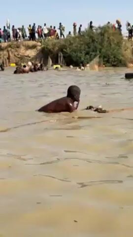 A man in the muddy water of a body of water struggles to manage a net. The man is dark-skinned, shirtless, and has short hair. He appears to be surrounded by the netting which is held up by wooden poles. In the background, numerous people stand on a bank of land. The overall scene shows a traditional fishing practice or a similar activity involving a net in a crowded, muddy environment.