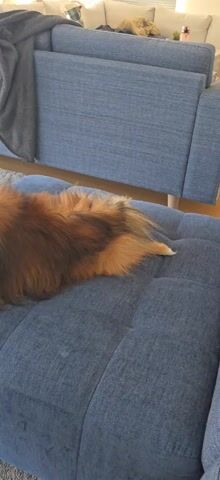 The video shows a long-haired brown and tan dog resting on a blue upholstered ottoman. The ottoman is positioned in front of a matching blue sofa, partially visible in the background. A gray throw blanket is draped over the back of the sofa. The dog initially lies still and then puts its head down on its front paws. The flooring is carpeted in gray.  A small round white table is briefly visible as the camera angle changes.