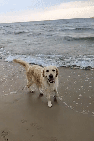 Golden retriever at the shoreline, waves at its paws