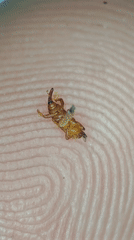 Small brown insect observed on fingertip in Ribeira Grande