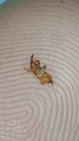 Small brown insect observed on fingertip in Ribeira Grande