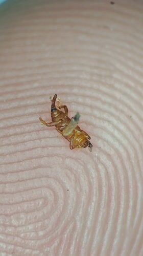 Small brown insect observed on fingertip in Ribeira Grande
