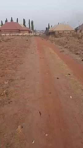 The video shows a dirt road in a rural area. On either side of the road is dry, scrubby land.  There are buildings in the background, appearing to be houses with red roofs.  A large group of white animals, likely sheep or goats, are gathered near the houses. The sky is overcast. The camera appears to be moving slowly along the road.