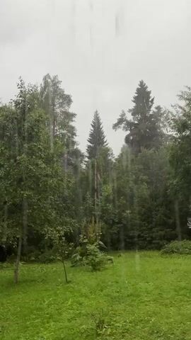 A video shows a downpour in a forest clearing. Raindrops are visible falling from the sky. The clearing is covered in green grass. Several trees, including deciduous and coniferous varieties, surround the clearing. The sky is overcast and gray. The scene is peaceful and natural.