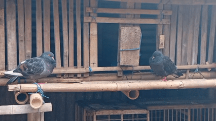 Rural Java village life: roads, livestock, fruit trees, and food prep