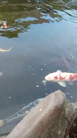 A group of koi fish swim in a pond. The fish are of various colors including orange, white, yellow, and red. The pond has dark water with reflections of the sky and surrounding greenery. There are rocks and plants visible along the edge of the pond. The camera pans across the pond, showing different fish and angles.