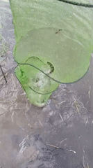 Fish caught in submerged net in shallow muddy waters