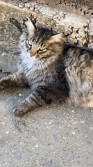 Cats, spiders, and small-town streets on a sunny afternoon