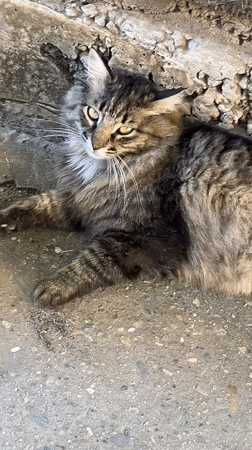 Cats, spiders, and small-town streets on a sunny afternoon