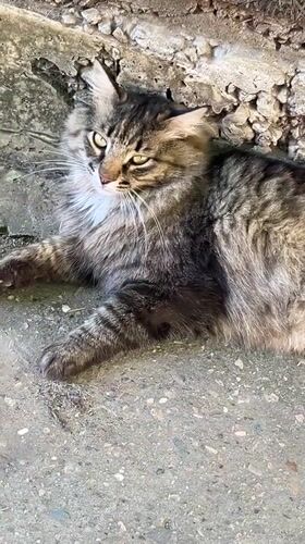 Cats, spiders, and small-town streets on a sunny afternoon