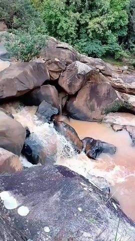 The video shows a small, muddy river flowing over large rocks in a forested area. The water is brown and murky, suggesting it may be carrying sediment. The surrounding vegetation includes trees and shrubs, creating a lush, natural environment. The camera pans slightly upwards, revealing more of the forest and the river's course.
