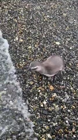 The video shows a Magellanic penguin walking on a rocky beach. It is a small bird with grey and white plumage. It waddles along the beach, heading towards the water. The beach is covered in small, smooth, grey and white stones. Water gently laps the edge of the stones.  The penguin appears to be walking on its own.