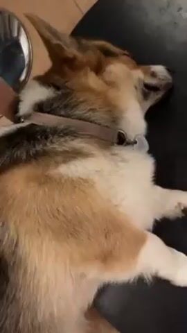 A tired tricolor Welsh corgi lies on its side on a dark-colored tabletop. The dog is wearing a collar with a heart-shaped tag. The background is slightly out of focus, showing a shiny metallic object and a wooden floor.