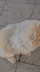 Evening market visit with Pomeranian dog in Denpasar