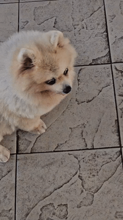 Evening market visit with Pomeranian dog in Denpasar