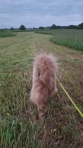 A fluffy brown dog on a leash walks along a mowed path in a grassy field. The sky is cloudy and overcast, with a few trees and houses visible in the distance. The camera pans to a close-up of the dog's face.