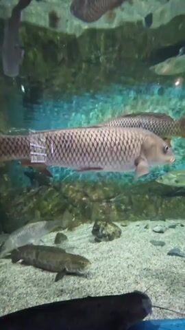 The video shows an aquarium environment. Several fish are visible swimming in the water. One large fish with prominent scales is swimming horizontally in the upper portion of the frame. In the lower portion of the frame, two smaller fish are resting on the gravelly bottom. Another dark-colored, elongated fish is also partially visible at the very bottom of the frame. A rock formation is present in the background, and a blue sign with text is affixed to it. The lighting appears to be artificial, illuminating the aquatic scene.