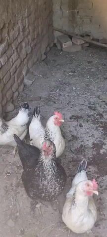 A group of six chickens are gathered in an enclosure. The enclosure appears to be made of brick or stone on the left side and dirt on the ground. Some of the chickens are white with black markings, while one is predominantly black with white speckles. The chickens are standing and looking around.