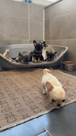 Chihuahua puppies hanging out in a room in northern Italy