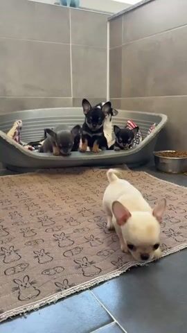 The video shows a litter of chihuahua puppies in a room. In the foreground, a cream-colored puppy is partially visible, facing away from the camera. Behind it, a grey puppy is standing and looking down. In the background, several other puppies are resting in a dog bed. Some are black and tan, while others are white and tan. There is a grey tiled wall behind the dog bed and a brown rug with a bunny pattern on the floor. A metal dog bowl is visible to the right of the dog bed. The puppies are the sole focus of the video.