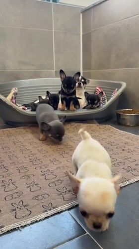 Chihuahua puppies hanging out in a room in northern Italy