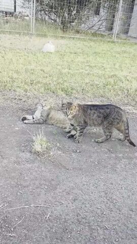 This media file captures two domestic shorthair cats in an outdoor setting. One cat is lying down on its left side, facing towards the viewer with its body extended. It has a tabby coat with distinct stripes. The second cat is standing and appears to be interacting with or approaching the first cat. This cat also has a tabby coat, with darker stripes and a longer tail that is partially visible. The ground beneath them is a mix of dry dirt and sparse, dry grass. In the background, there is more dry grass and what appears to be a wire fence and some overgrown vegetation. The lighting suggests it is daytime, possibly late afternoon or early morning, given the soft light and shadows. The overall impression is a casual, everyday scene of cats in their natural environment. There is no visible text in the media file.