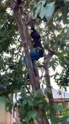 A person is climbing a tree in a yard. The person is wearing blue pants and a dark shirt. The tree has green leaves and a thick trunk. In the background, there is a building.
