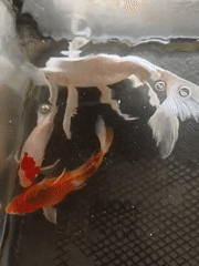 Koi fish gliding through a clear tank at an Indonesian mosque