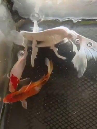 Koi fish gliding through a clear tank at an Indonesian mosque