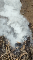 Coconuts roasting over a smoky outdoor fire in Lhokseumawe