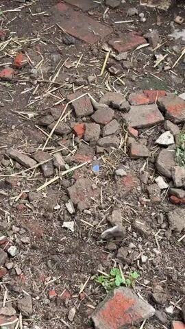 The video displays a close-up, overhead view of the ground, which is covered in debris. The debris consists primarily of broken red bricks, dirt, and some dried grass or straw. The bricks are scattered unevenly, with pieces of varying sizes and shapes. Some of the bricks appear to be partially covered by the soil and grass. Small green weeds are also visible growing in between the debris. The lighting suggests it is daytime, possibly overcast due to the lack of strong shadows. The overall impression is one of a neglected or recently disturbed area. There are no people or animals visible in the video.