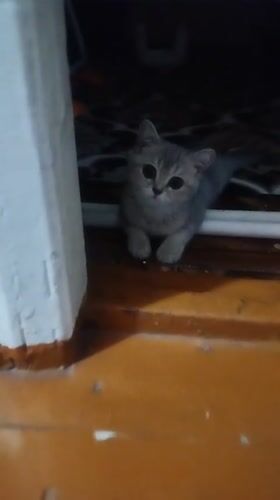 Gray kitten gets gentle attention in a Kokand home