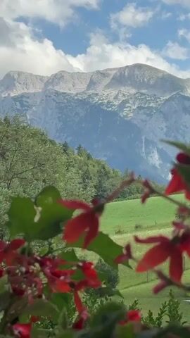 The video shows a mountainous landscape. In the foreground, there are red flowers and green leaves, partially obscuring the view. Behind the flowers, there is a green meadow and a forested hillside. In the background, there are large mountains under a cloudy sky. The mountains appear rugged and covered in patches of snow. The overall scene is natural and scenic. There are no people or animals visible in the video.